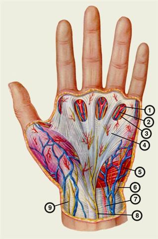 Сосуды и нервы ладонной поверхности левой кисти