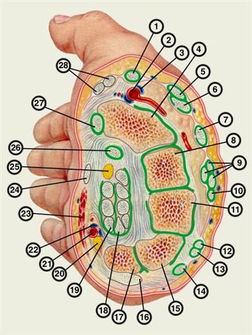 Поперечный разрез правой кисти на уровне запястья