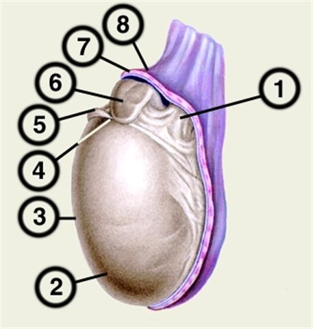 Медиальная поверхность яичка