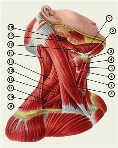 Схематическое изображение мышц шеи