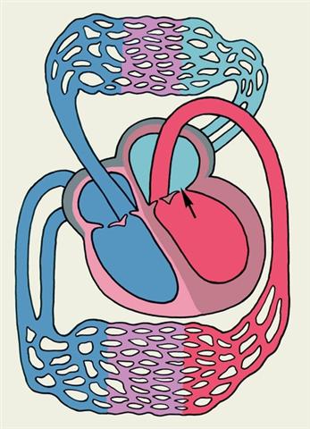 Схематическое изображение камер сердца