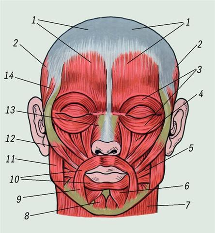 Мышцы лица и жевательные мышцы