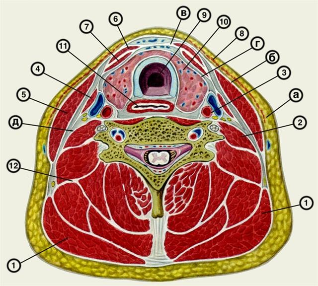 Схематическое изображение фасций шеи на горизонтальном распиле (по В. И. Шевкуненко)