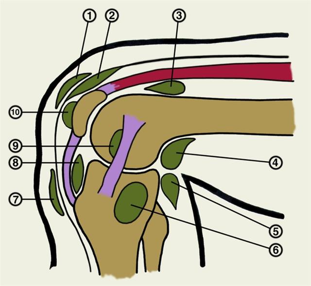 Схема расположения синовиальных сумок в области коленного сустава