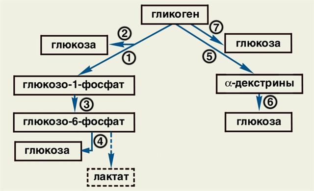 Схема распада в организме гликогена до глюкозы