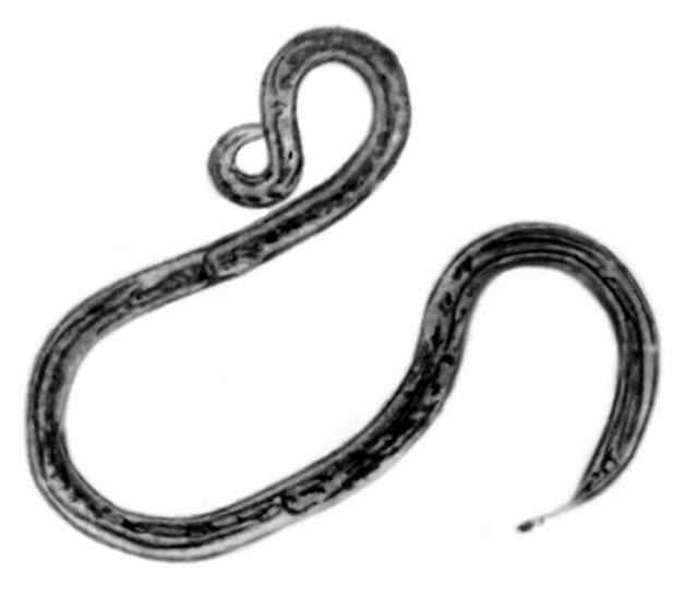 Микрофотография самки Strongyloides stercoralis