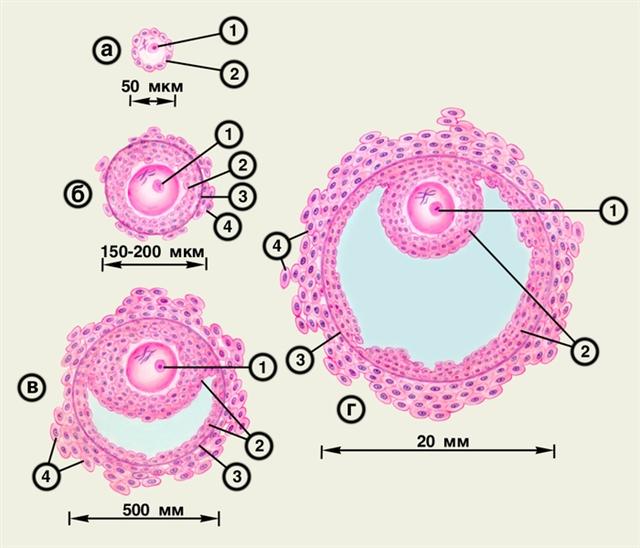 Различные стадии развития фолликула яичника