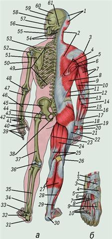 Кости скелета и скелетные мышцы