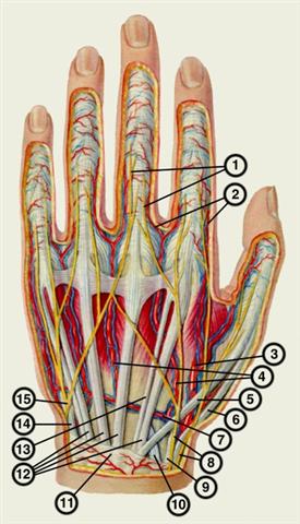 Сосуды и нервы тыльной поверхности левой кисти