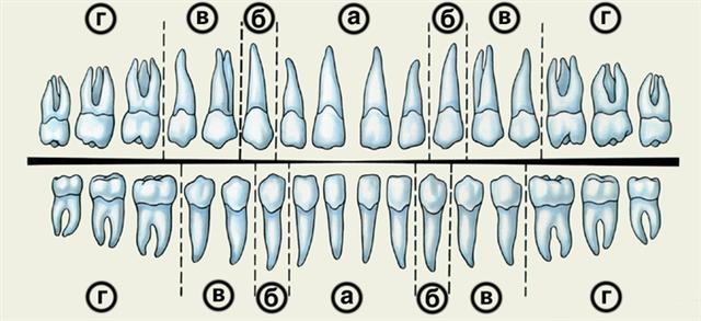 Зубы постоянного прикуса