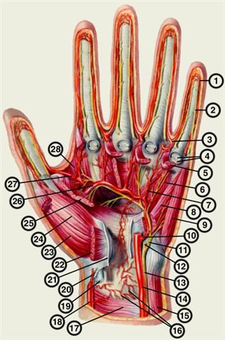 Сосуды и нервы ладонной поверхности левой кисти