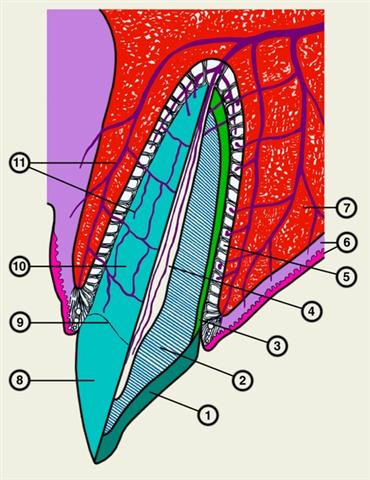 Схематическое изображение зуба