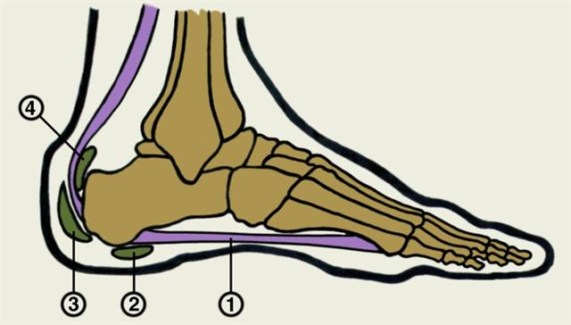 Схема расположения синовиальных сумок стопы