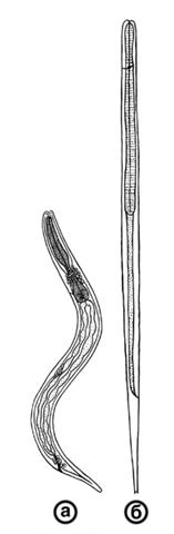 Схематическое изображение личинок Strongyloides stercoralis