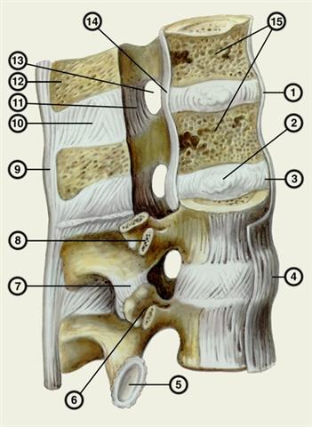 Соединения поясничных позвонков