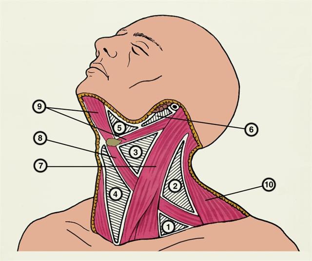 Схематическое изображение областей и треугольников шеи