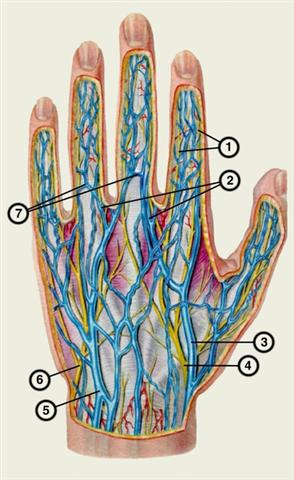 Поверхностные нервы и вены тыльной поверхности левой кисти