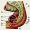 Изображение к статье Прямая кишка