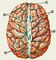 Изображение к статье Головной мозг
