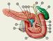 Изображение к статье Поджелудочная железа