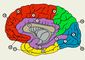 Изображение к статье Кора большого мозга