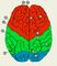 Изображение к статье Кора большого мозга